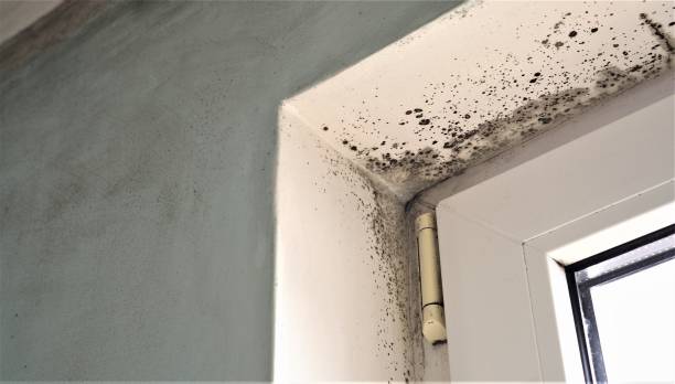 Mold Remediation for Vacation Homes in Villa Park, CA